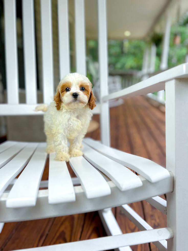 Best Cavapoo Baby