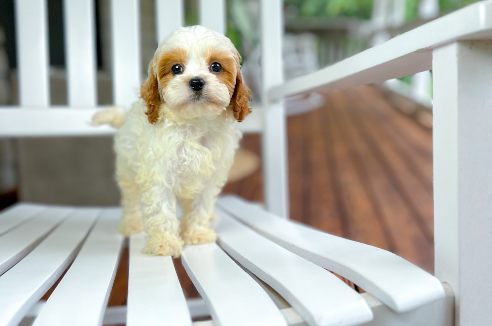 8 week old Cavapoo Puppy For Sale - Simply Southern Pups