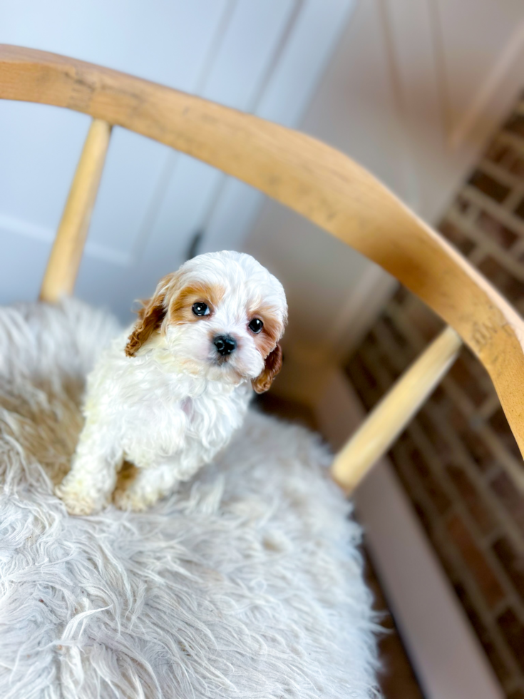 Cute Cavapoodle Poodle Mix Puppy