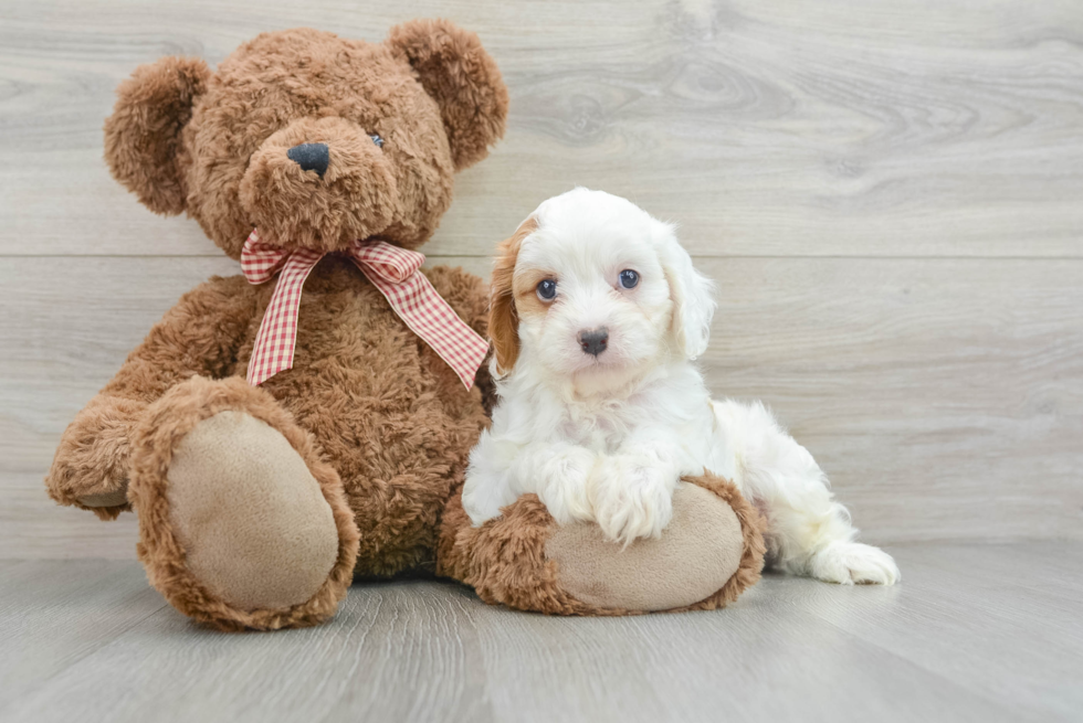 Cute Cavapoo Baby