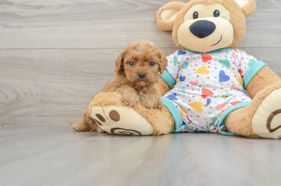 6 week old Cavapoo Puppy For Sale - Simply Southern Pups