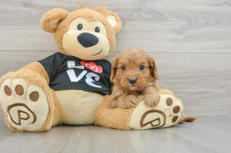 6 week old Cavapoo Puppy For Sale - Simply Southern Pups