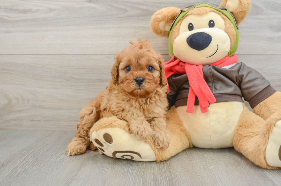 5 week old Cavapoo Puppy For Sale - Simply Southern Pups