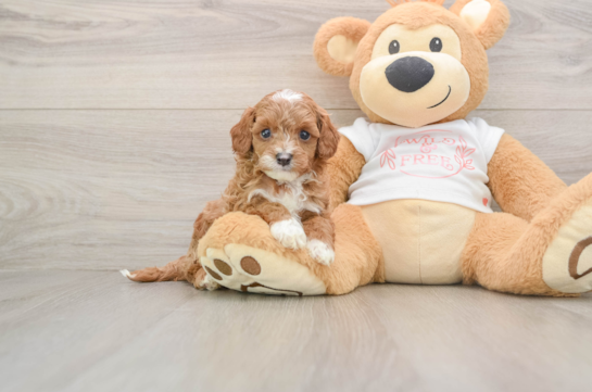 Playful Cavapoodle Poodle Mix Puppy