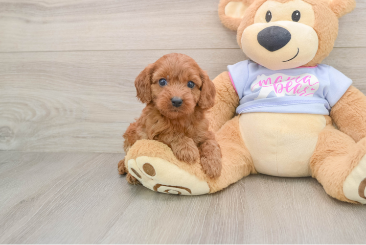 Cavapoo Pup Being Cute