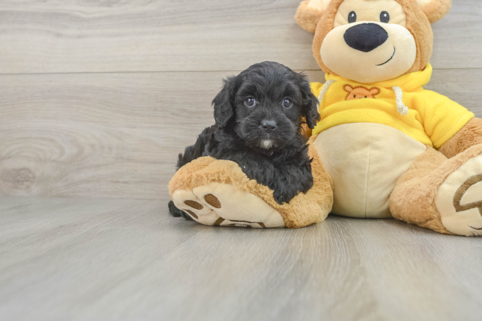 Cavapoo Pup Being Cute