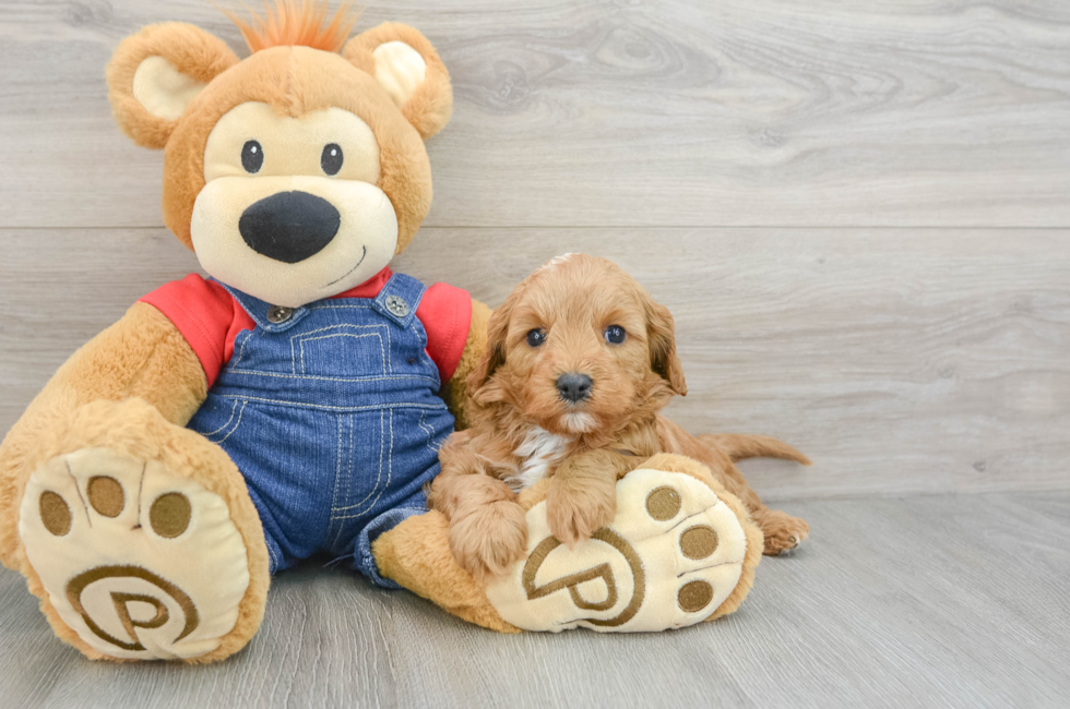 7 week old Cavapoo Puppy For Sale - Simply Southern Pups