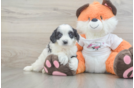 Best Cavapoo Baby