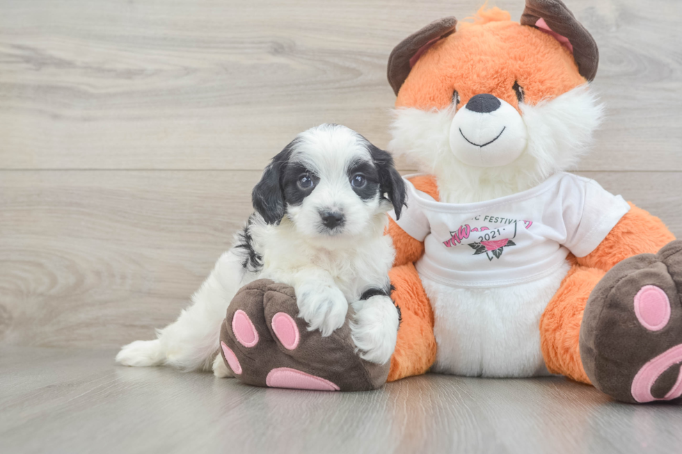 Best Cavapoo Baby