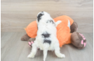 Cavapoo Puppy for Adoption
