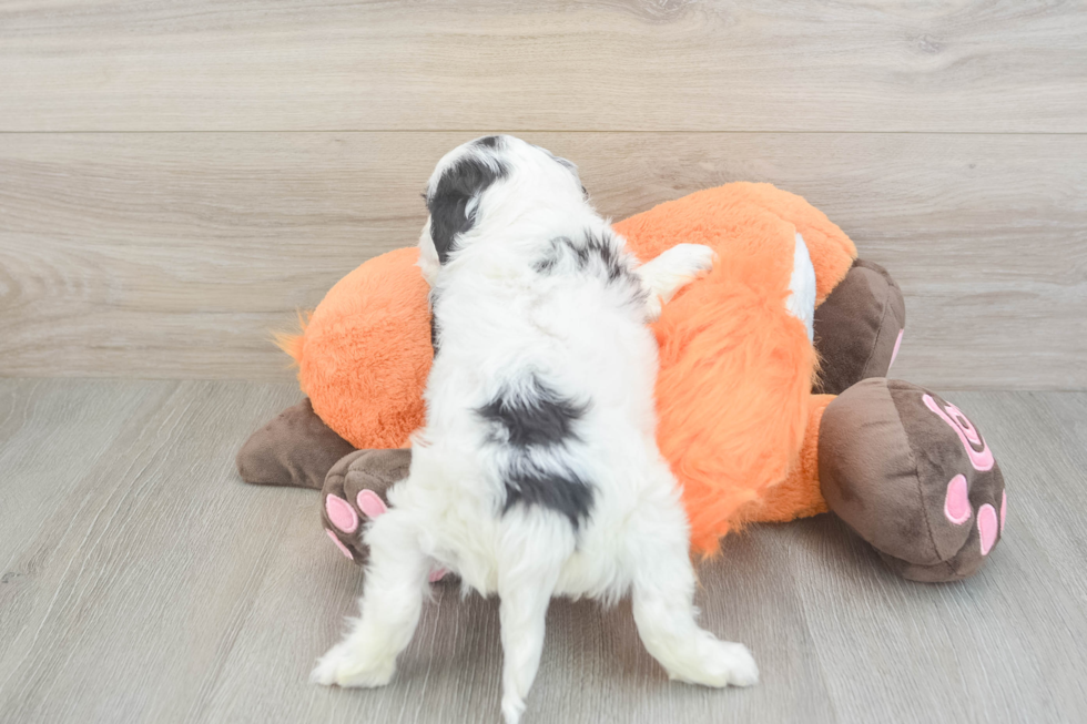 Cavapoo Puppy for Adoption