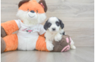 Energetic Cavoodle Poodle Mix Puppy