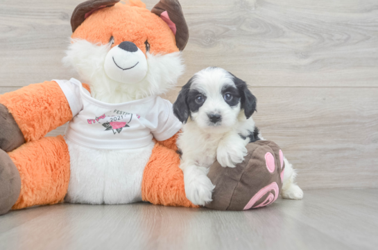 Energetic Cavoodle Poodle Mix Puppy