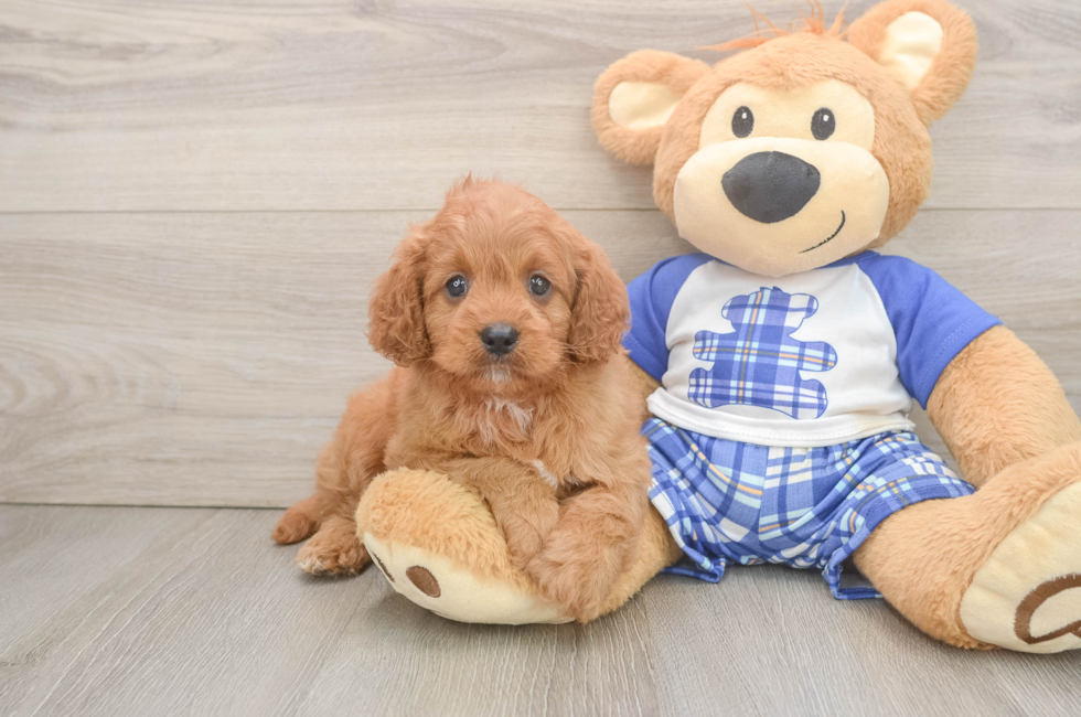 5 week old Cavapoo Puppy For Sale - Simply Southern Pups