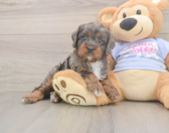 8 week old Cavapoo Puppy For Sale - Simply Southern Pups