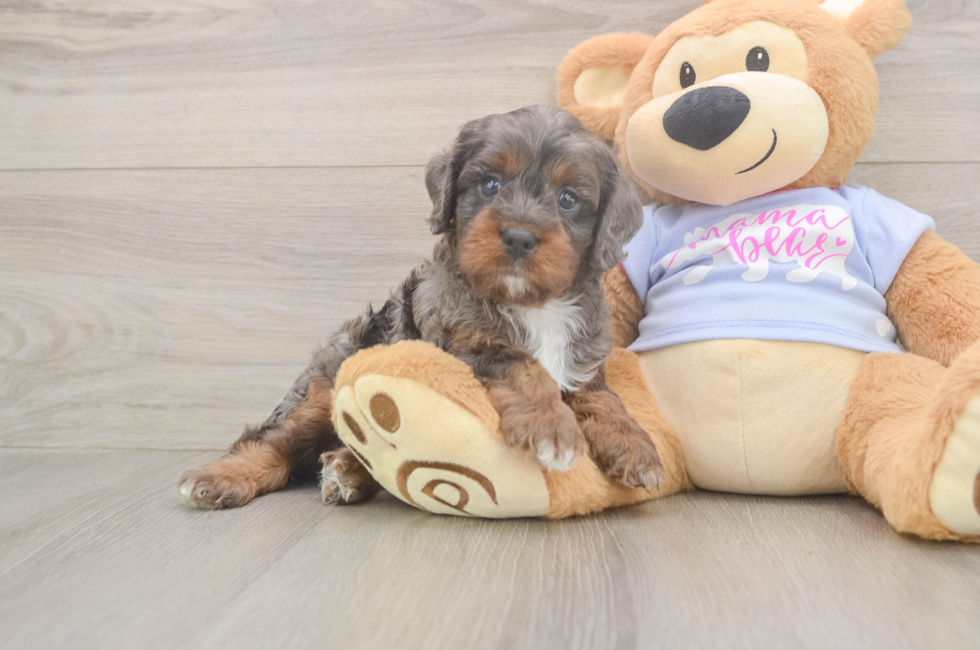 7 week old Cavapoo Puppy For Sale - Simply Southern Pups