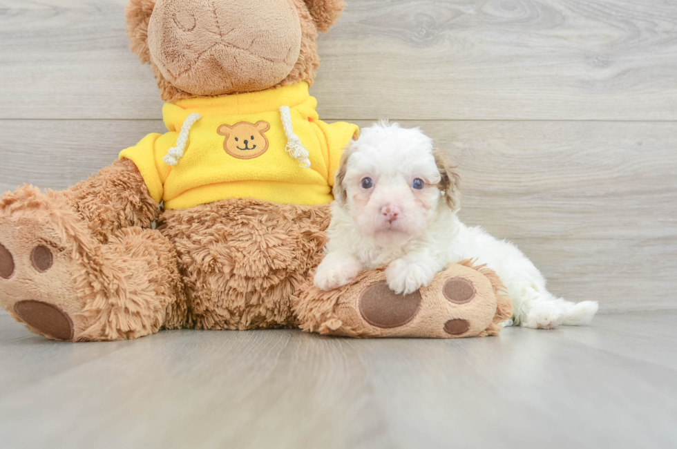 8 week old Cavapoo Puppy For Sale - Simply Southern Pups