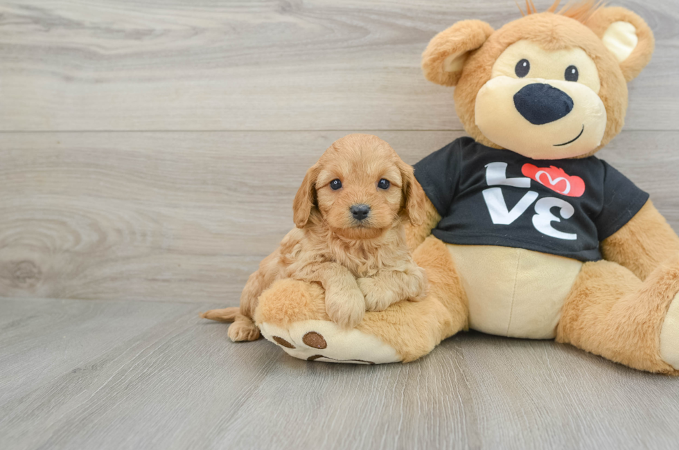 6 week old Cavapoo Puppy For Sale - Simply Southern Pups