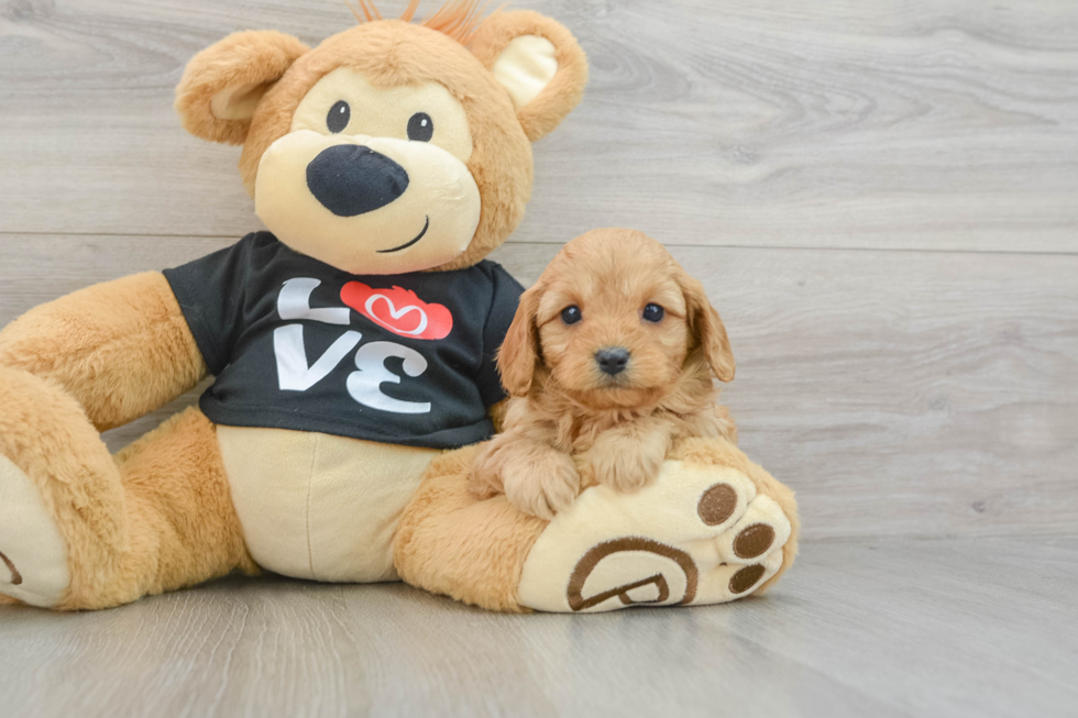 Adorable Cavalier King Charles Spaniel and Poodle Mix Poodle Mix Puppy