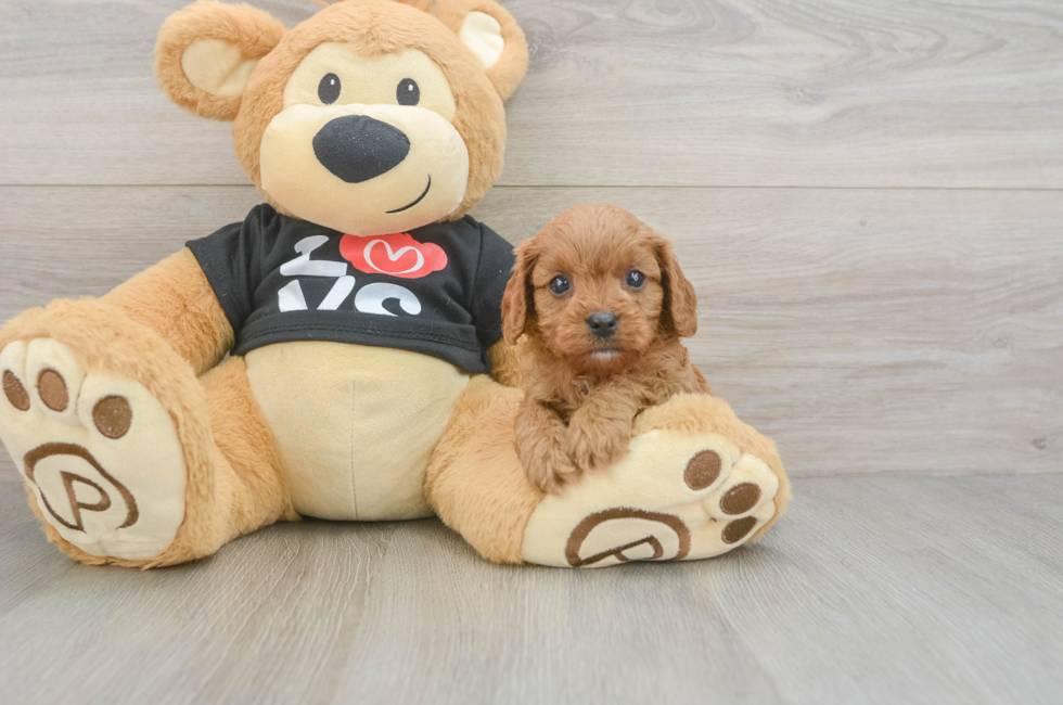 6 week old Cavapoo Puppy For Sale - Simply Southern Pups
