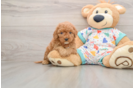 Cavapoo Puppy for Adoption