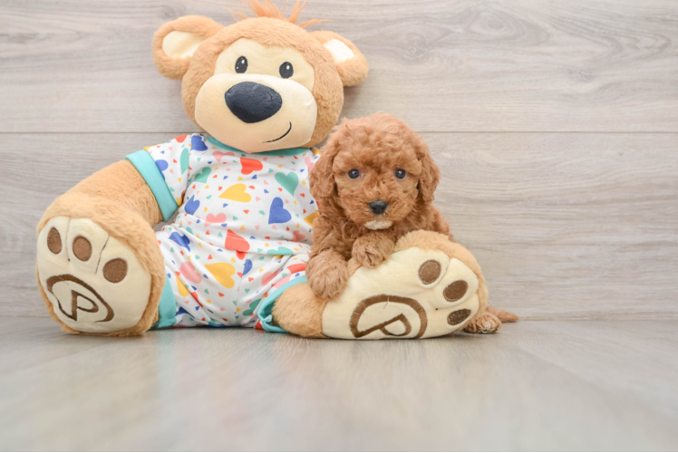 Cavapoo Puppy for Adoption