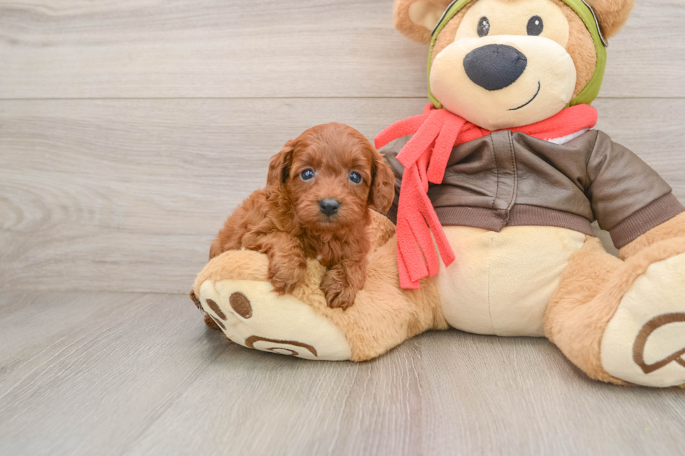 Playful Cavapoodle Poodle Mix Puppy