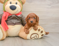 7 week old Cavapoo Puppy For Sale - Simply Southern Pups