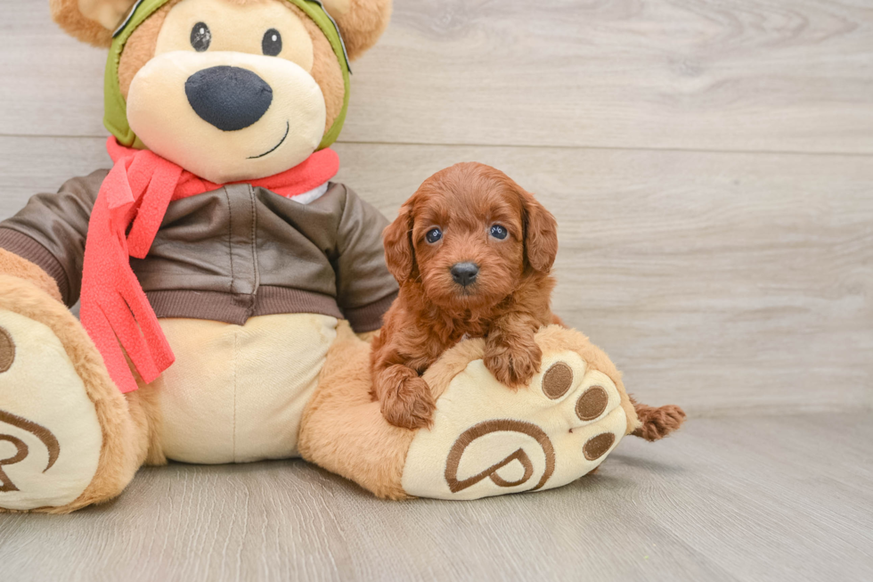 Friendly Cavapoo Baby