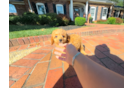 Cute Cavapoo Poodle Mix Pup