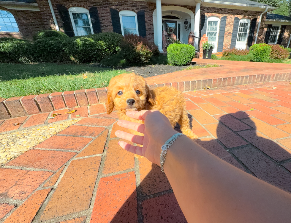 Cute Cavapoo Poodle Mix Pup