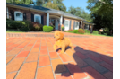 Cavapoo Puppy for Adoption