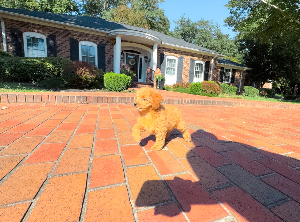 Cavapoo Puppy for Adoption