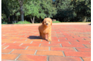 Cavapoo Pup Being Cute