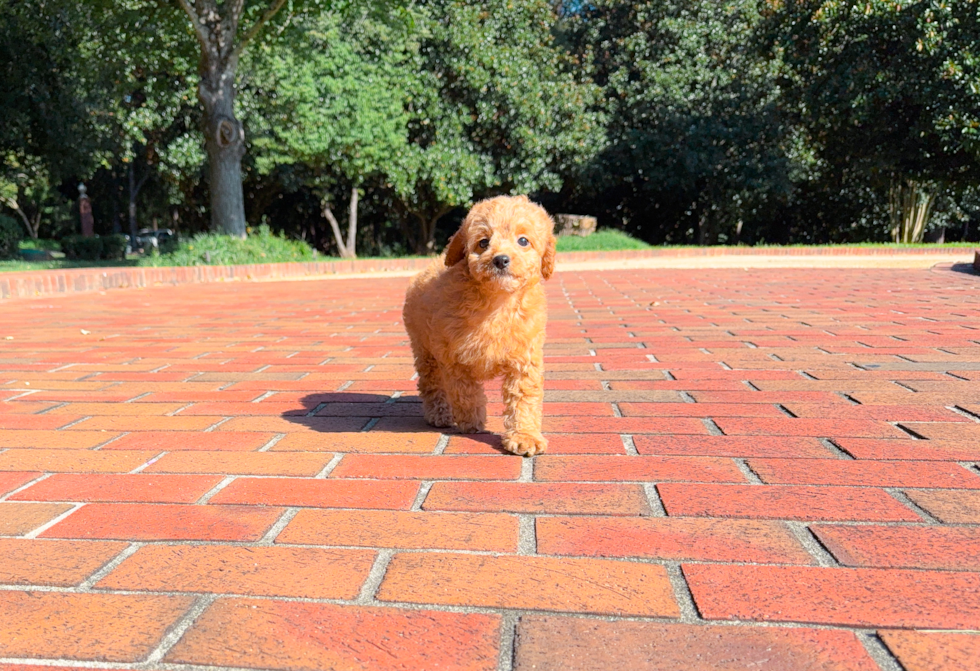 Cavapoo Pup Being Cute
