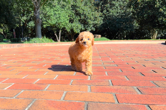 Cavapoo Pup Being Cute