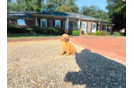 Cute Cavalier King Charles Spaniel and Poodle Mix Poodle Mix Puppy