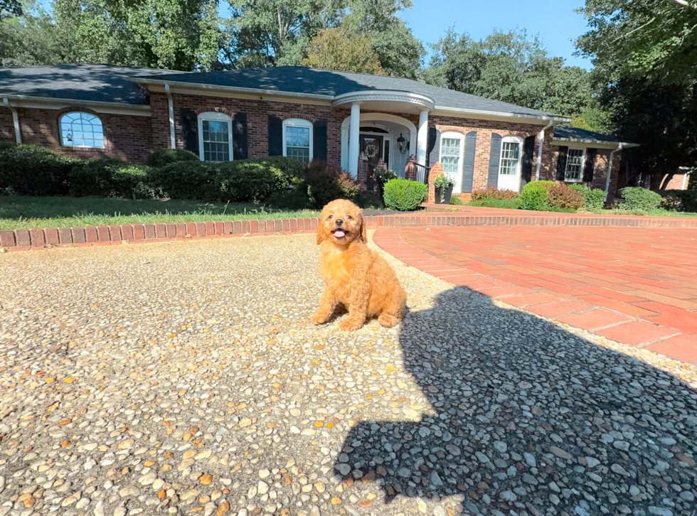 Cute Cavalier King Charles Spaniel and Poodle Mix Poodle Mix Puppy