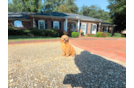 Cute Cavapoo Baby
