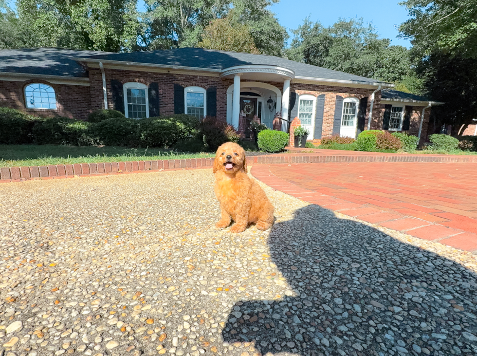 Cute Cavapoo Baby