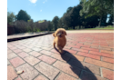 Cute Cavapoo Poodle Mix Pup