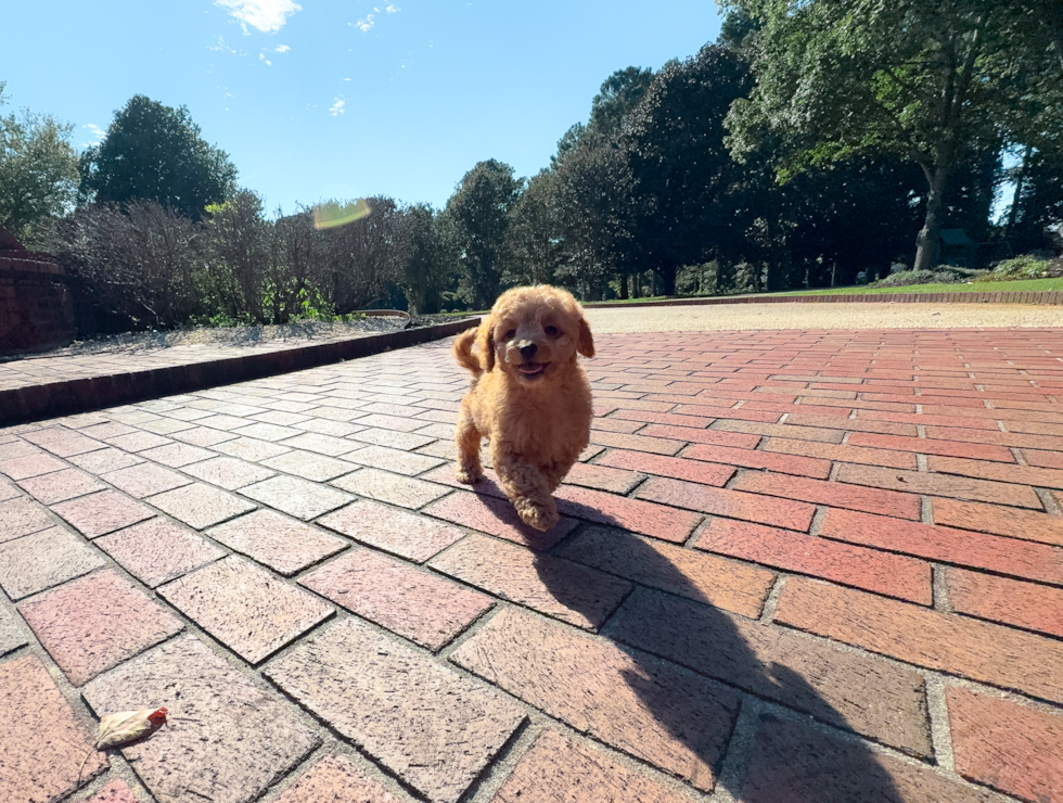 Cute Cavapoo Poodle Mix Pup