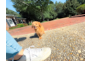Cute Cavapoo Poodle Mix Pup