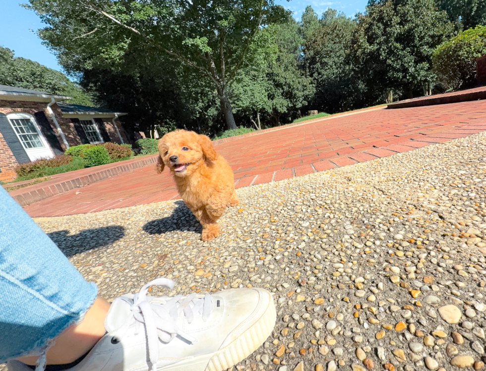 Cute Cavapoo Poodle Mix Pup