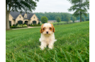 Cavapoo Puppy for Adoption