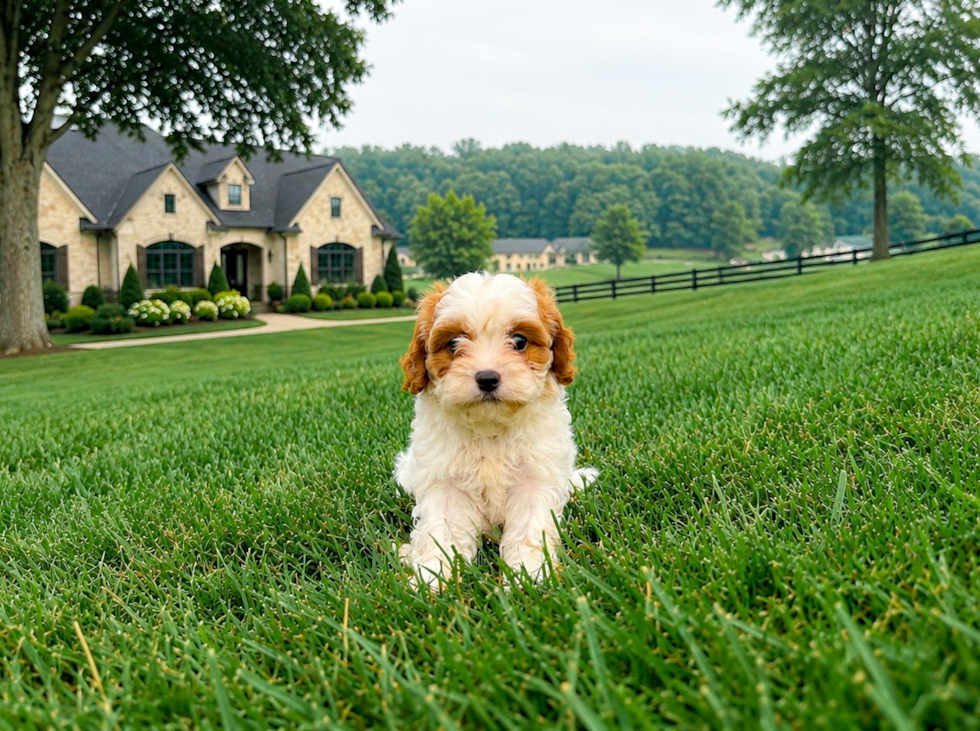 Cavapoo Puppy for Adoption