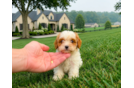 Best Cavapoo Baby