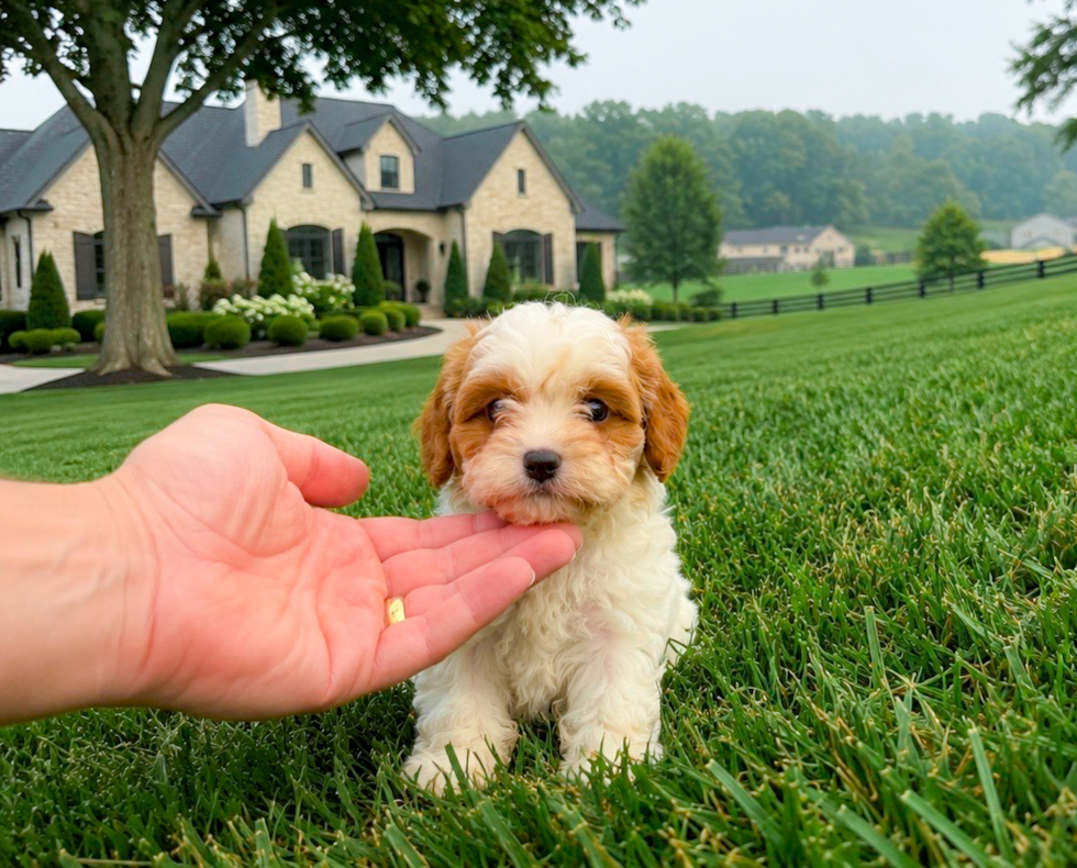 Best Cavapoo Baby