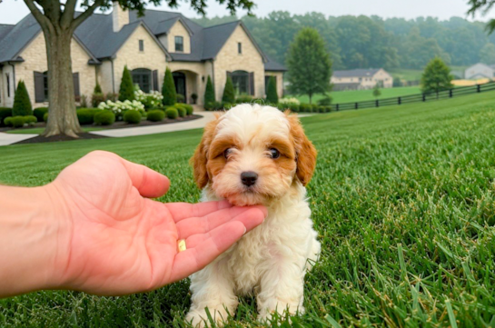 Best Cavapoo Baby