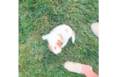 Cute Cavapoo Baby